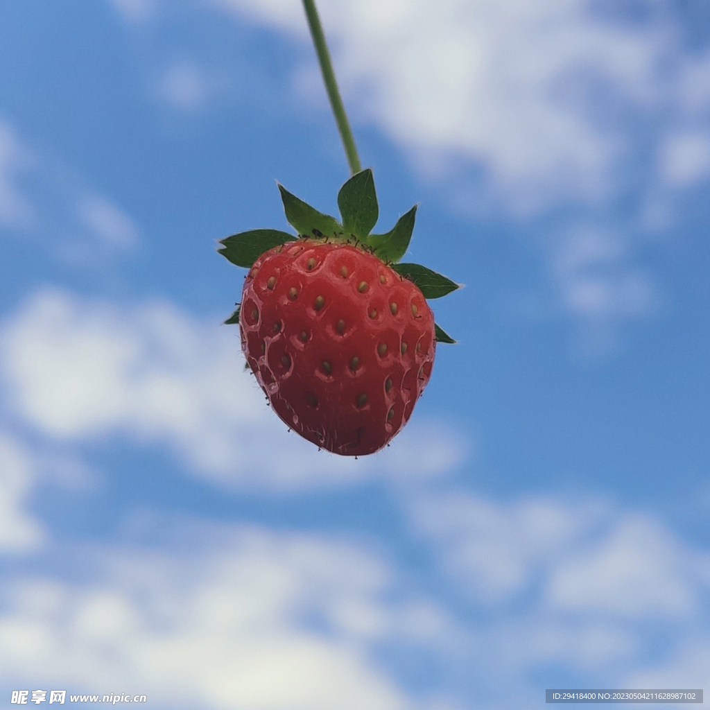 草莓特写