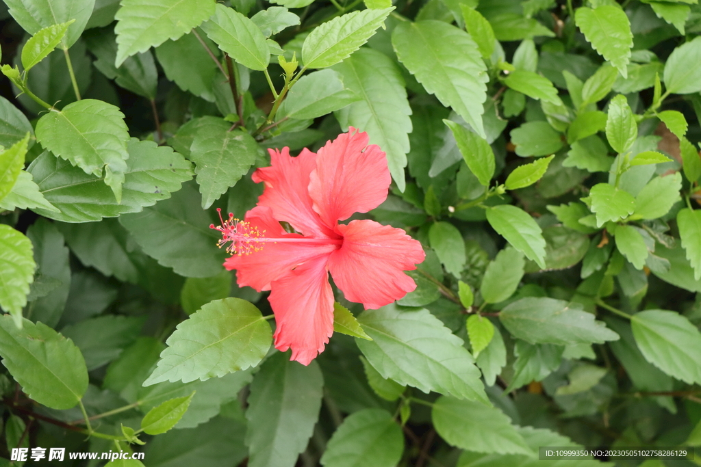 扶桑花