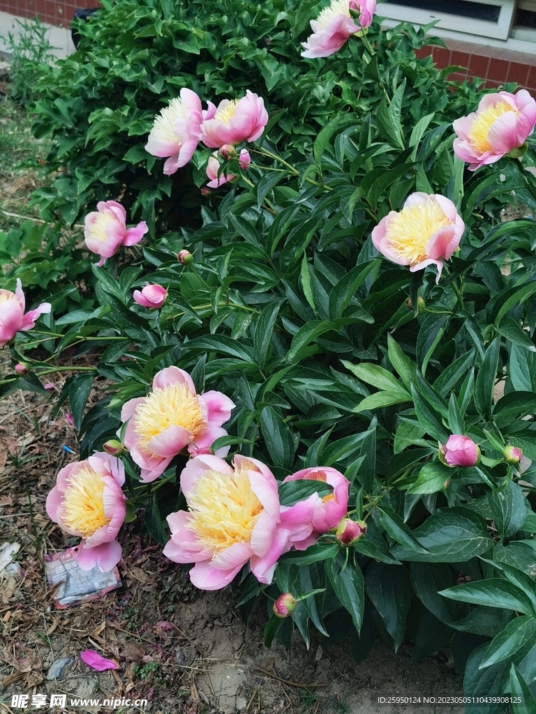 芍药