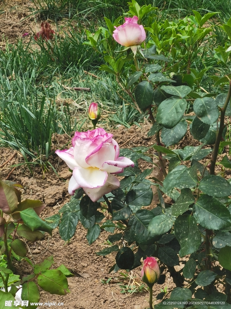 月季