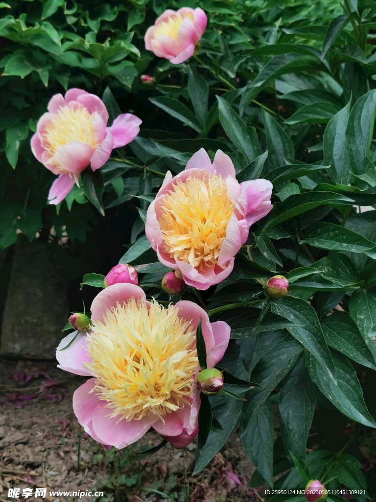 芍药