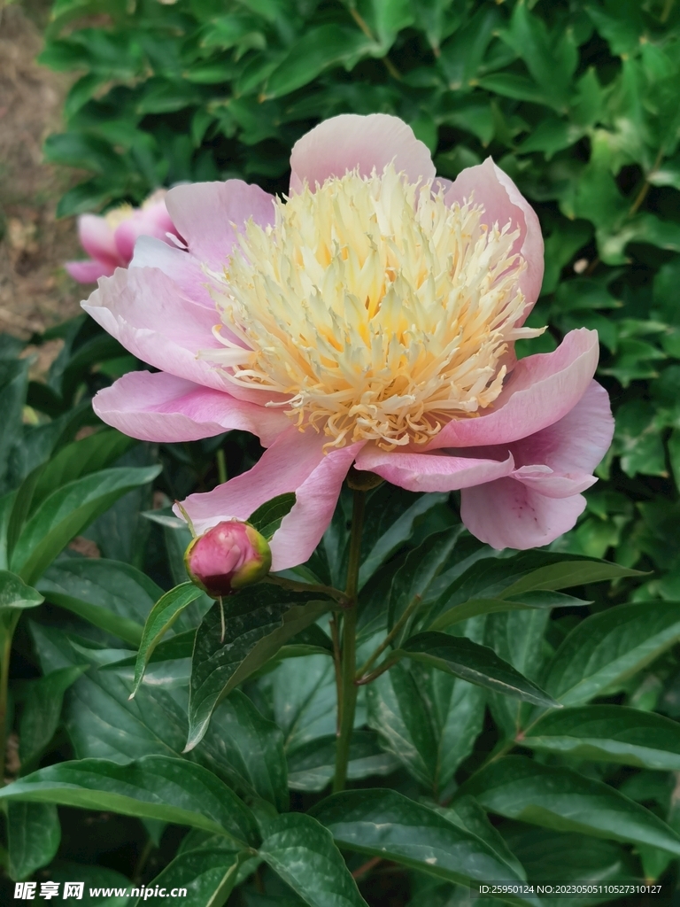 芍药