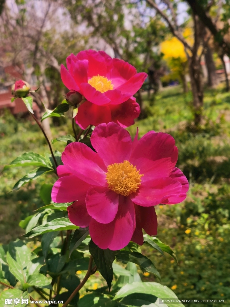 芍药