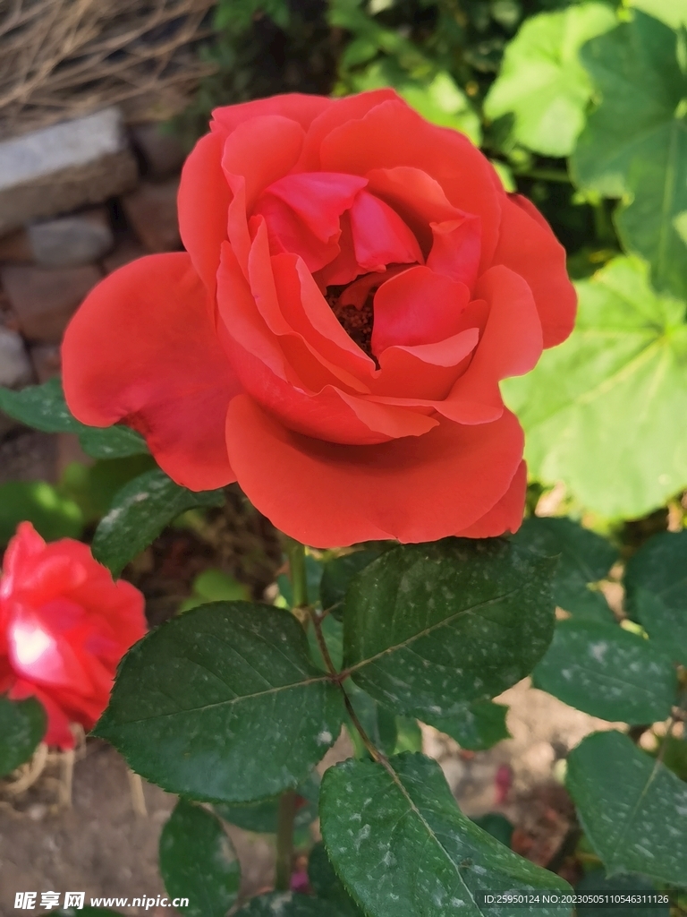 玫瑰花