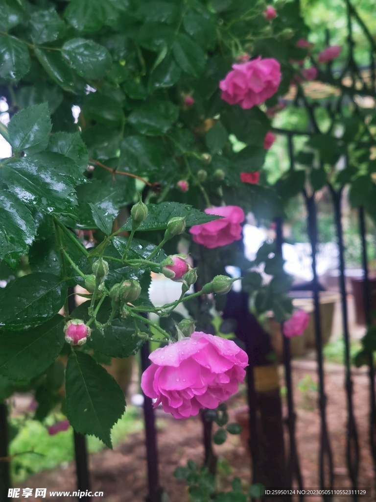 蔷薇花 