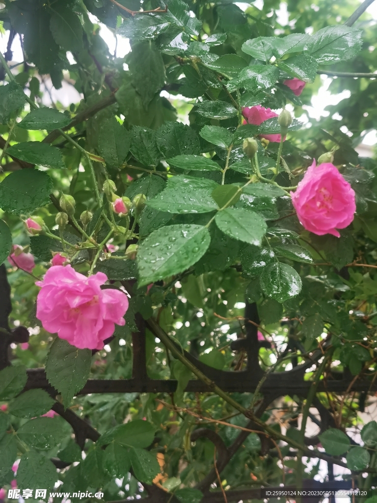 蔷薇花