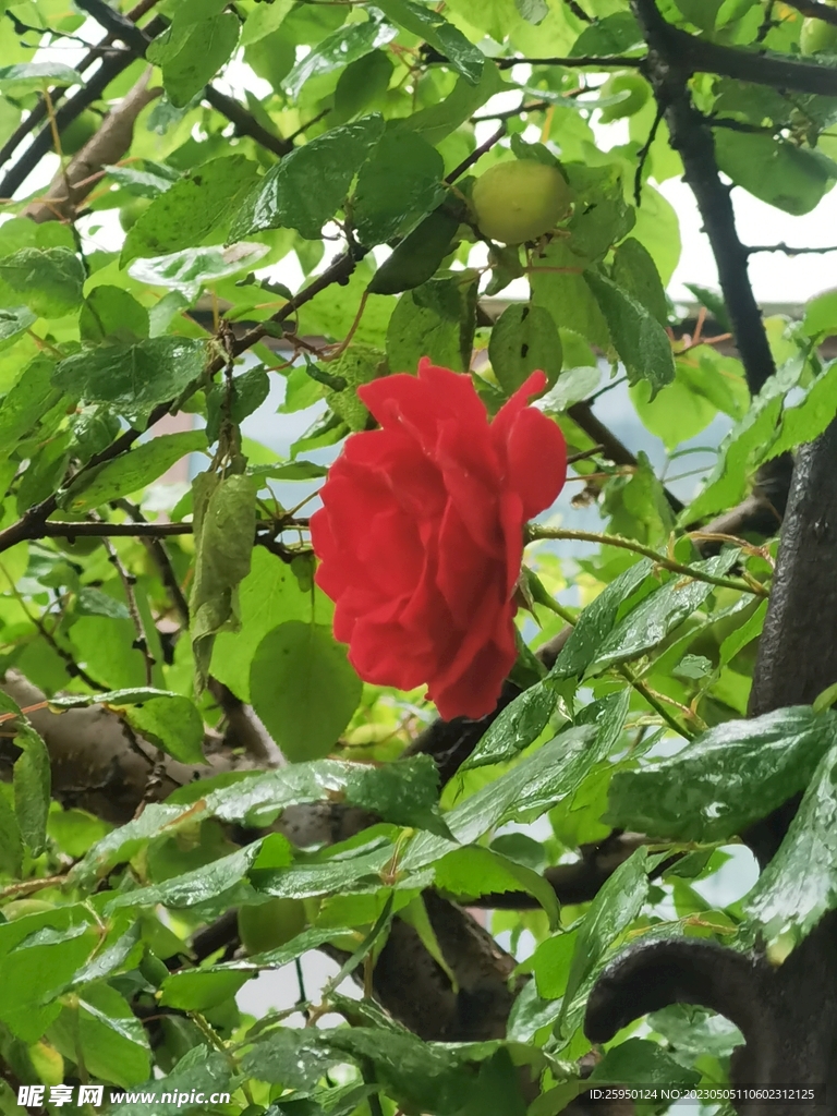 玫瑰花