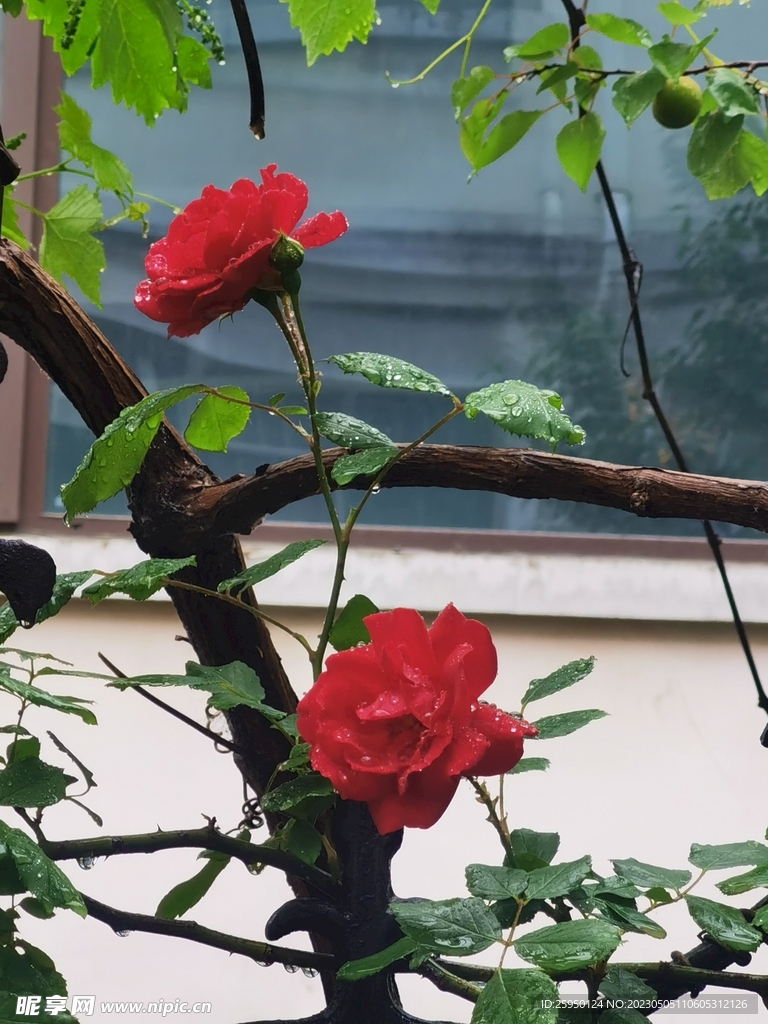 蔷薇花