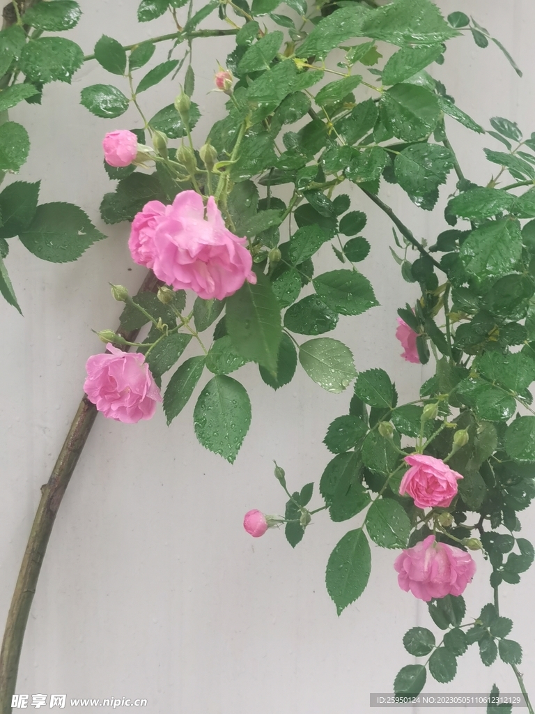 蔷薇花