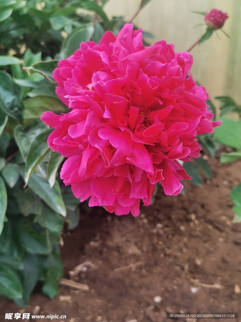 芍药