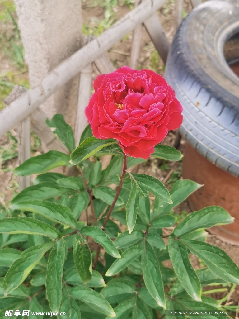 芍药