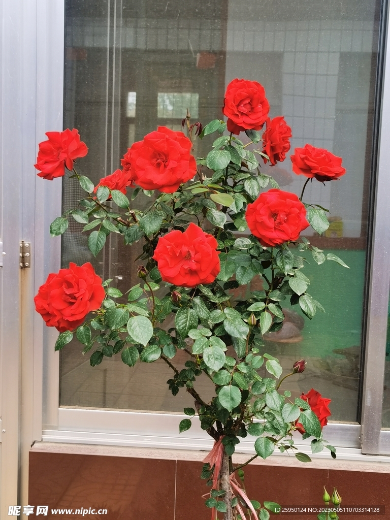 玫瑰花