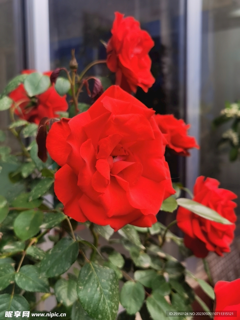 玫瑰花
