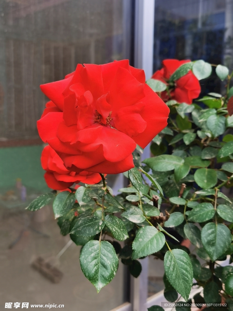 玫瑰花