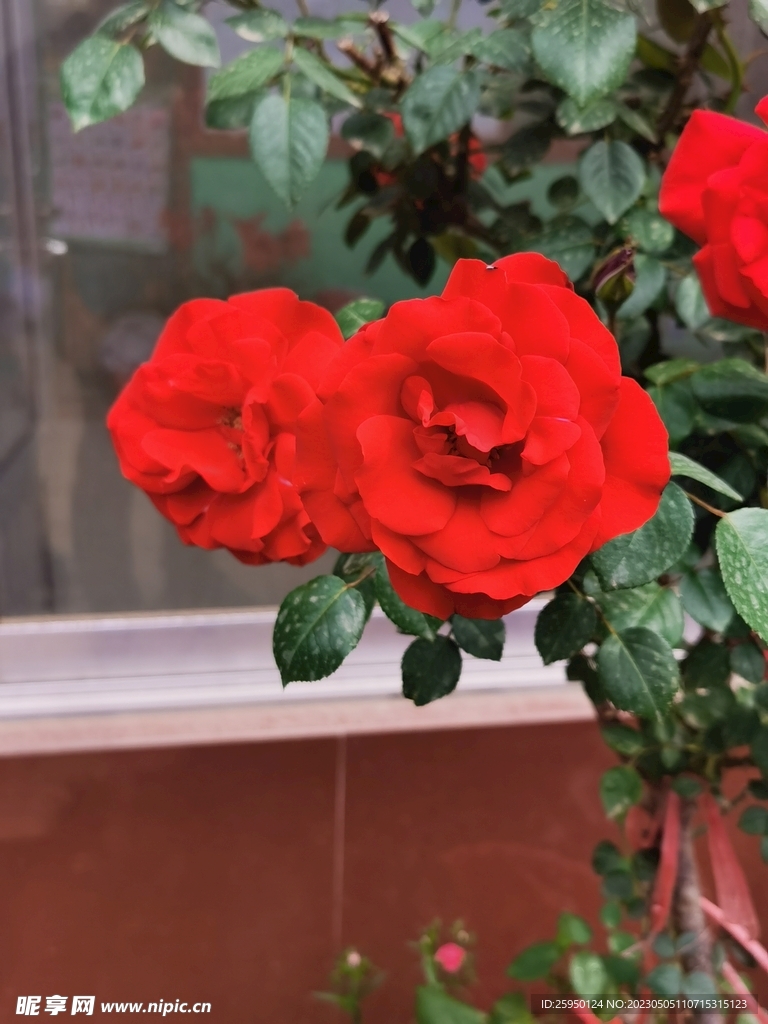 玫瑰花