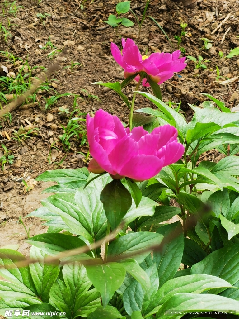 芍药
