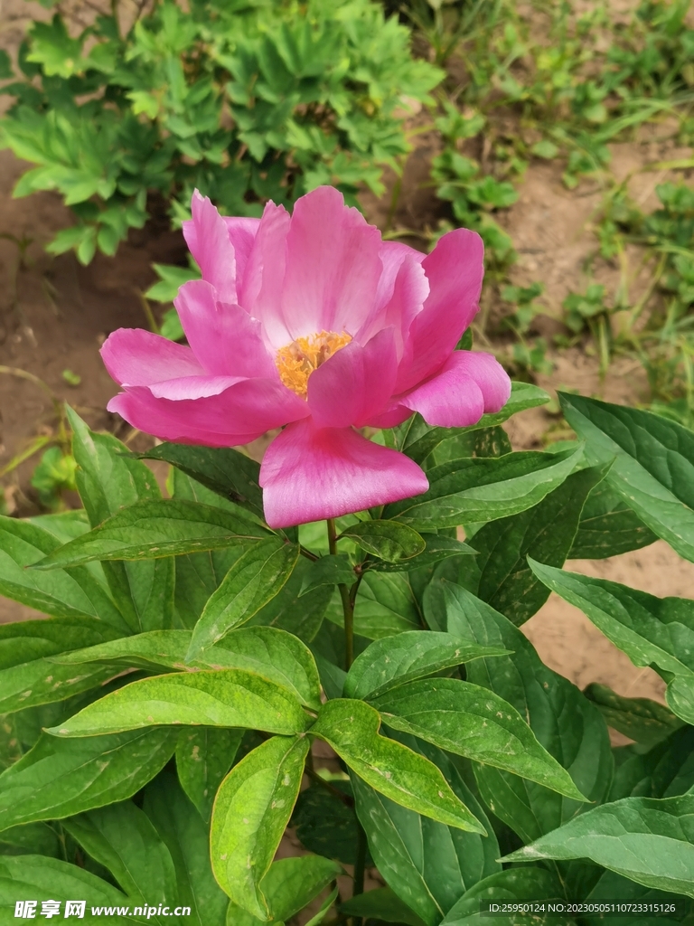 芍药