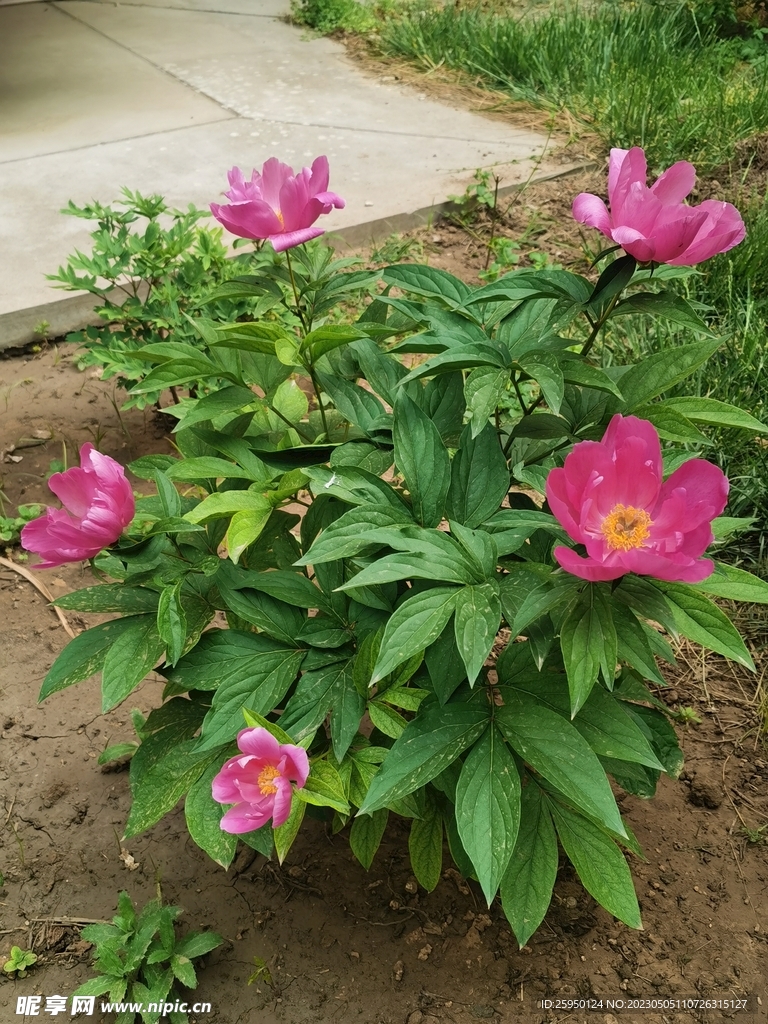 芍药