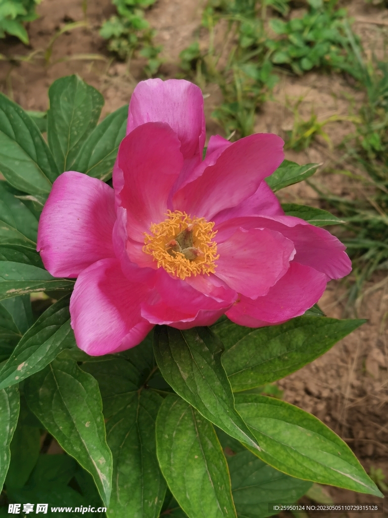 芍药
