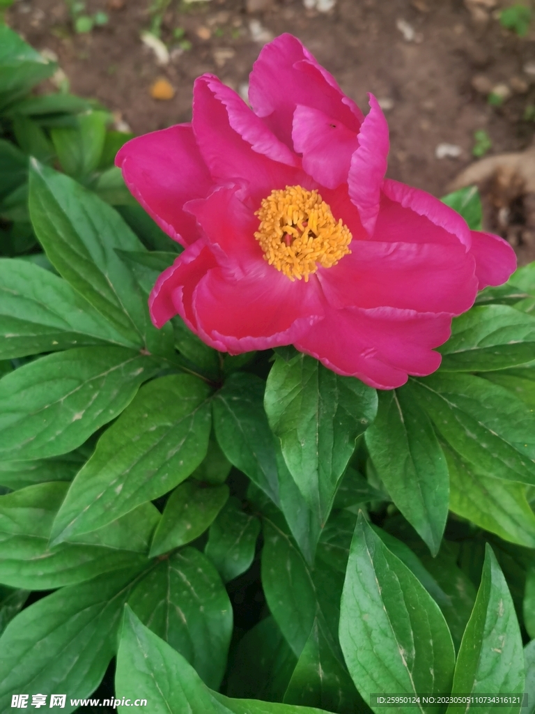 芍药