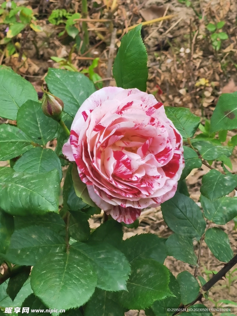 玫瑰花
