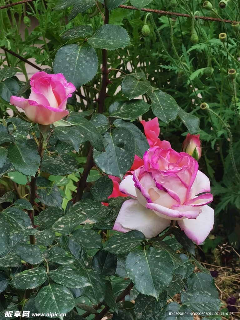玫瑰花