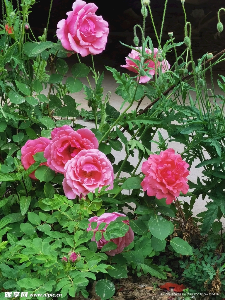 玫瑰花