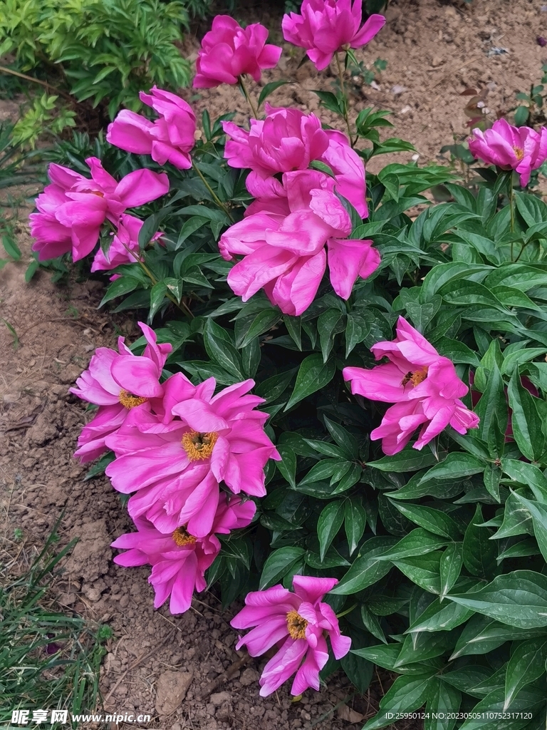 芍药
