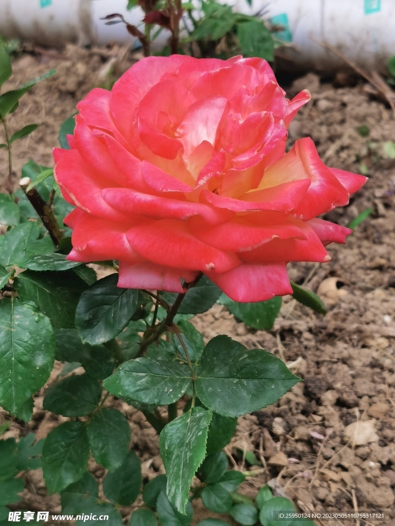 玫瑰花