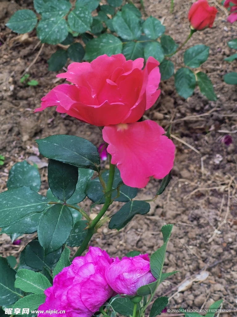 玫瑰花