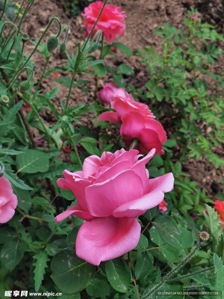 玫瑰花