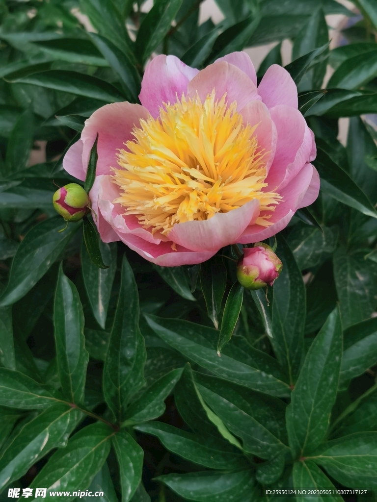 芍药