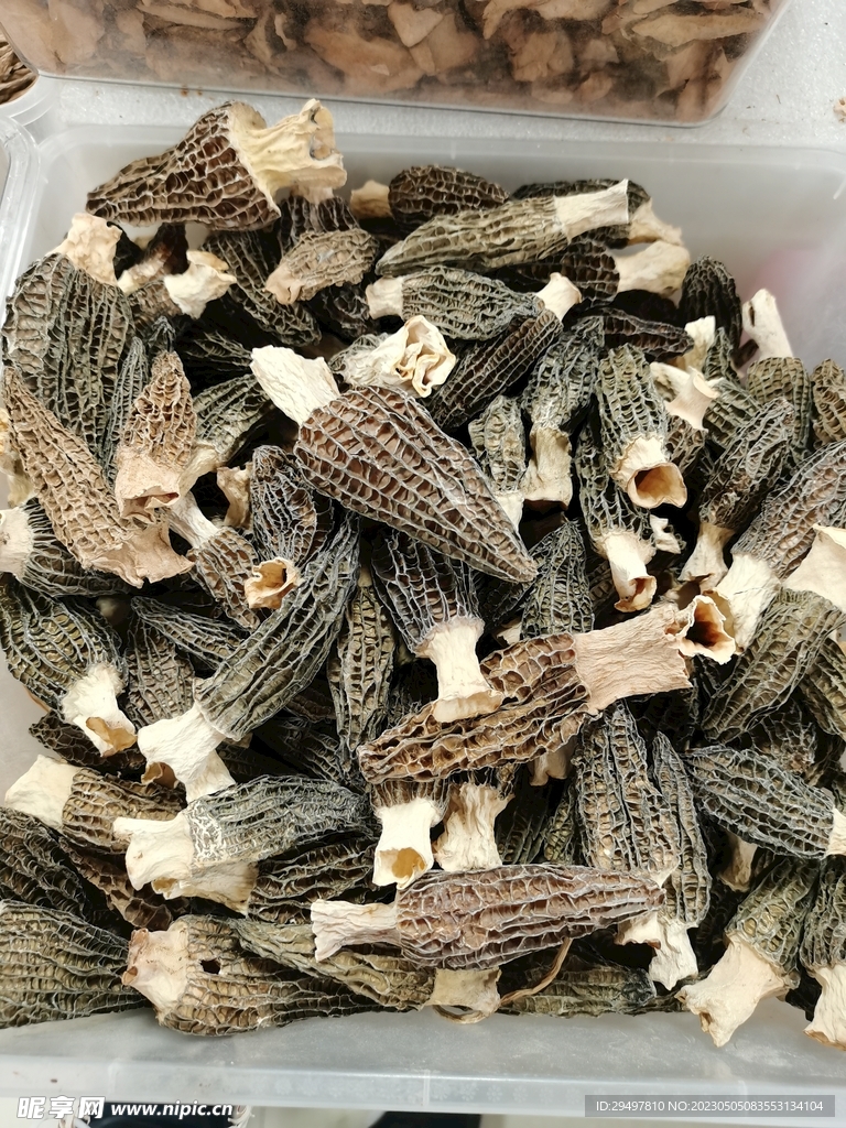 羊肚菌