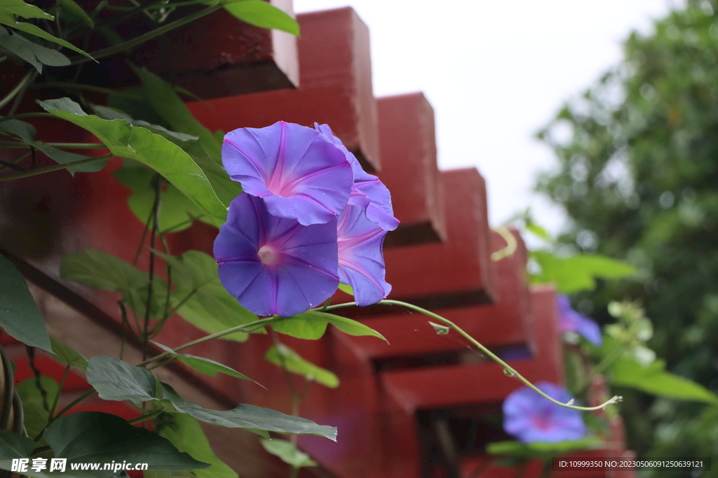 牵牛花