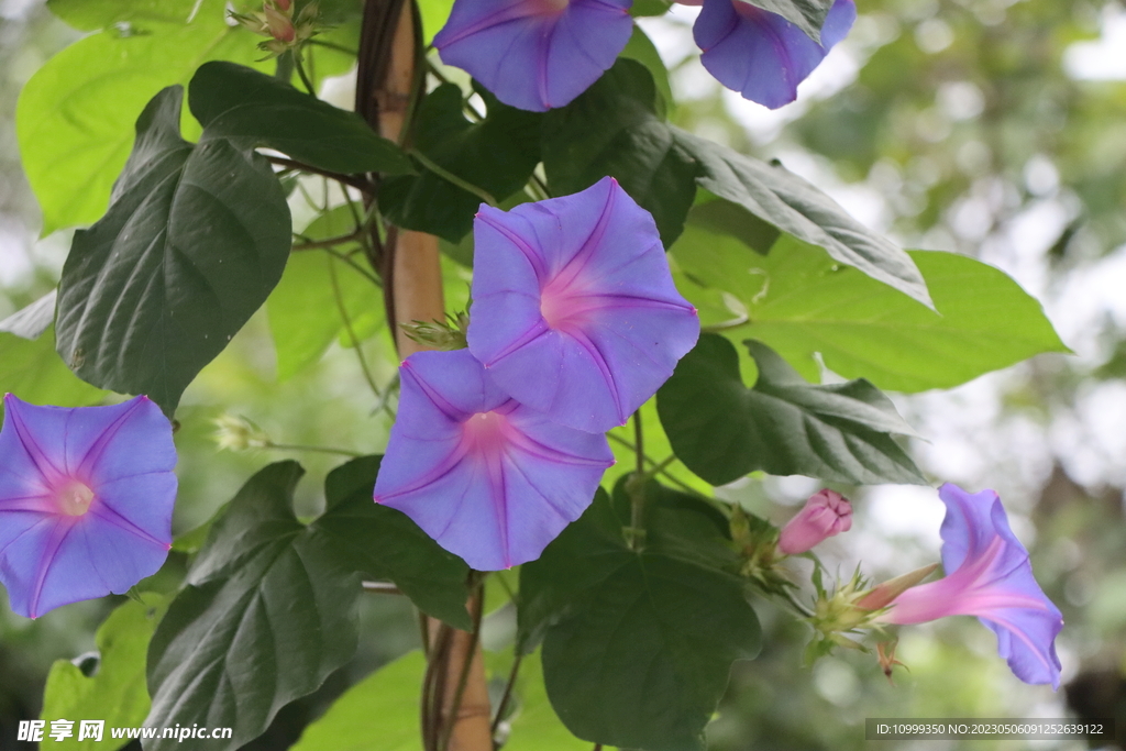 牵牛花