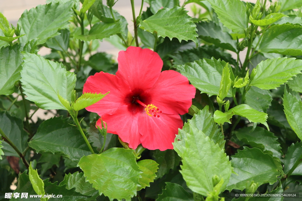 扶桑花