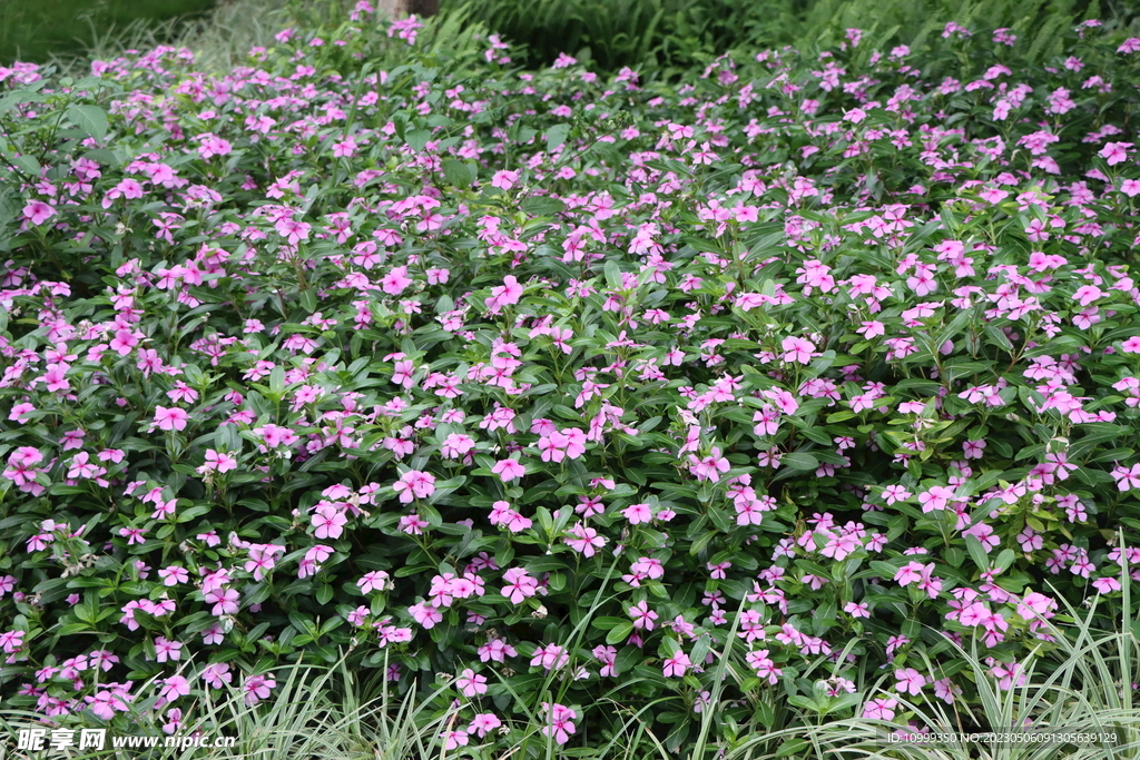 长春花