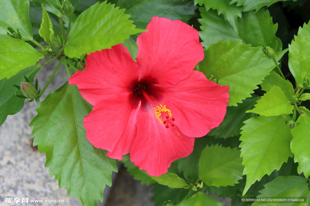 扶桑花