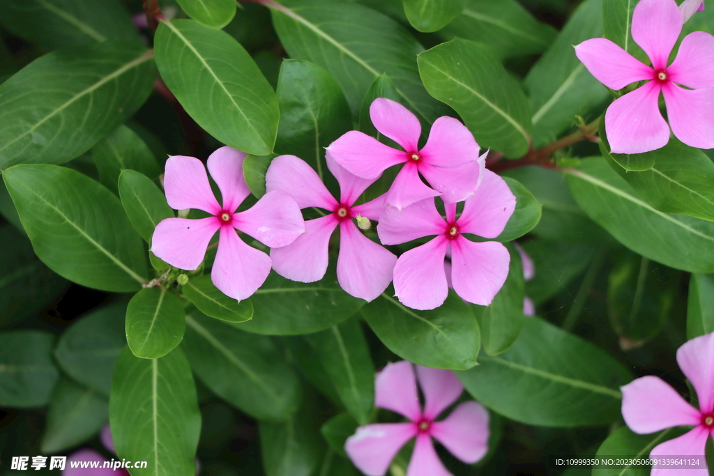 长春花