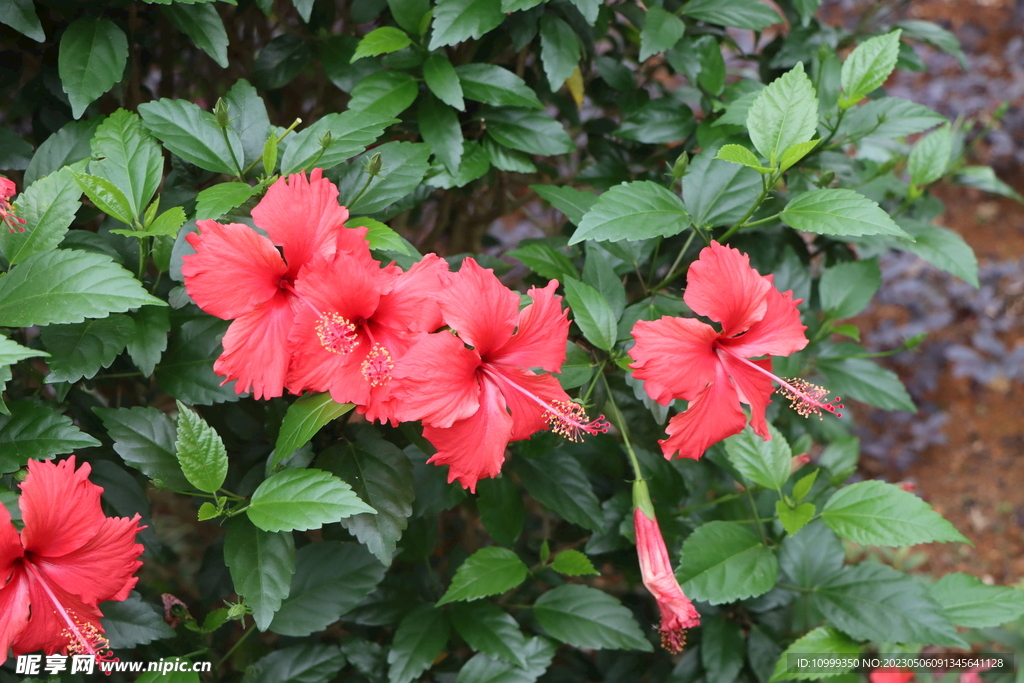 扶桑花