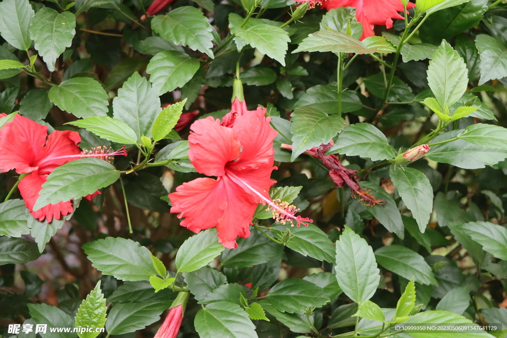 扶桑花