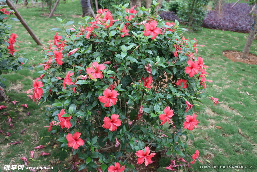 扶桑花