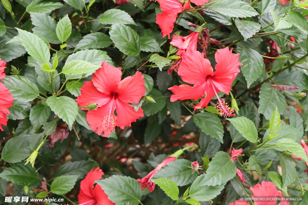 扶桑花