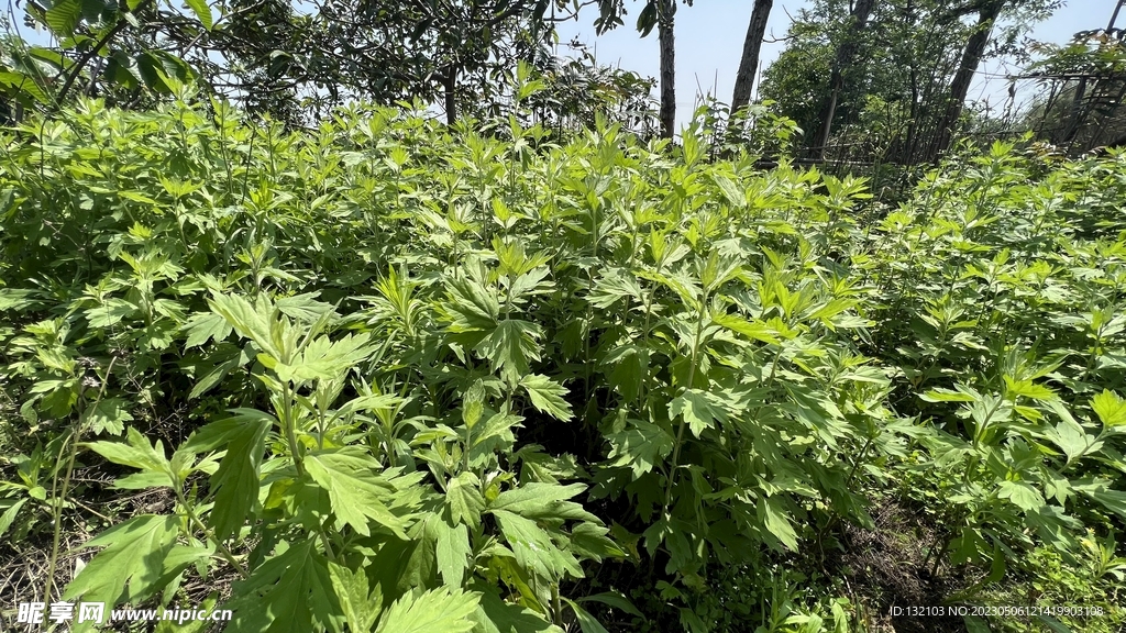艾草