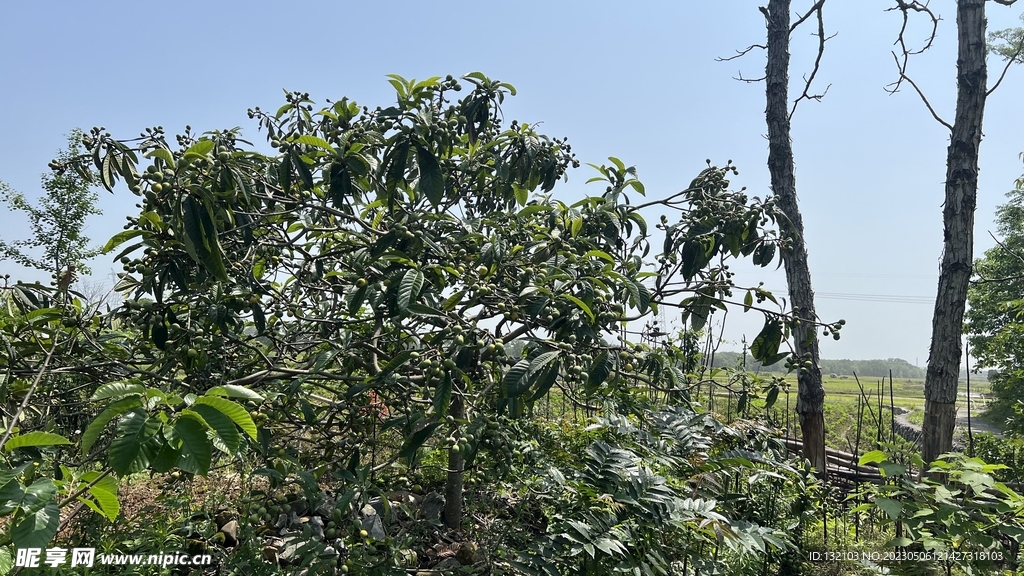枇杷树