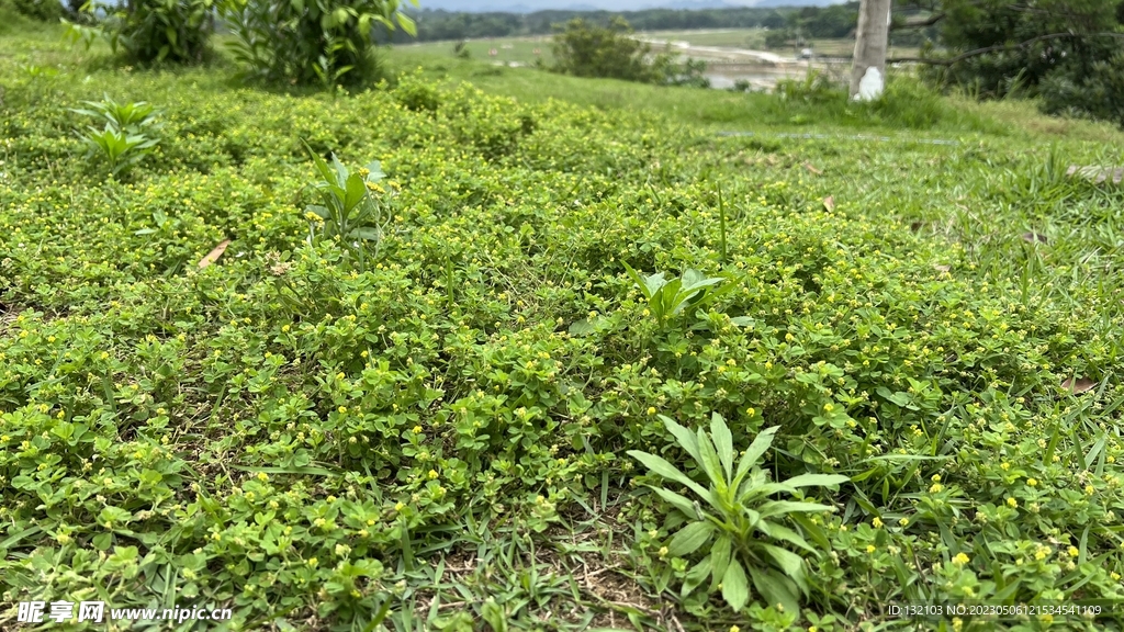 春天小花