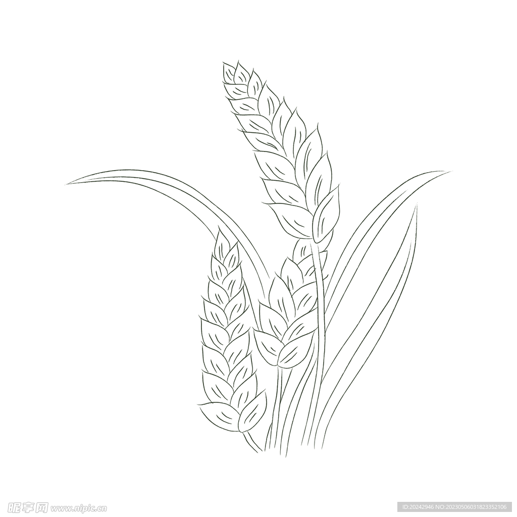 麦穗
