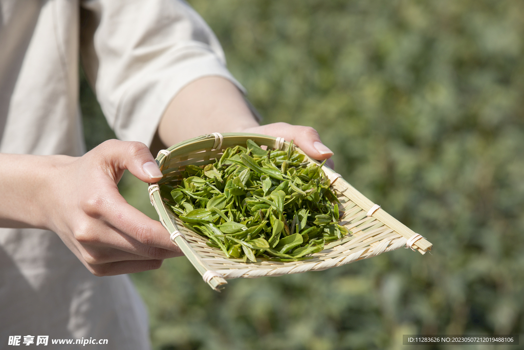新茶上市