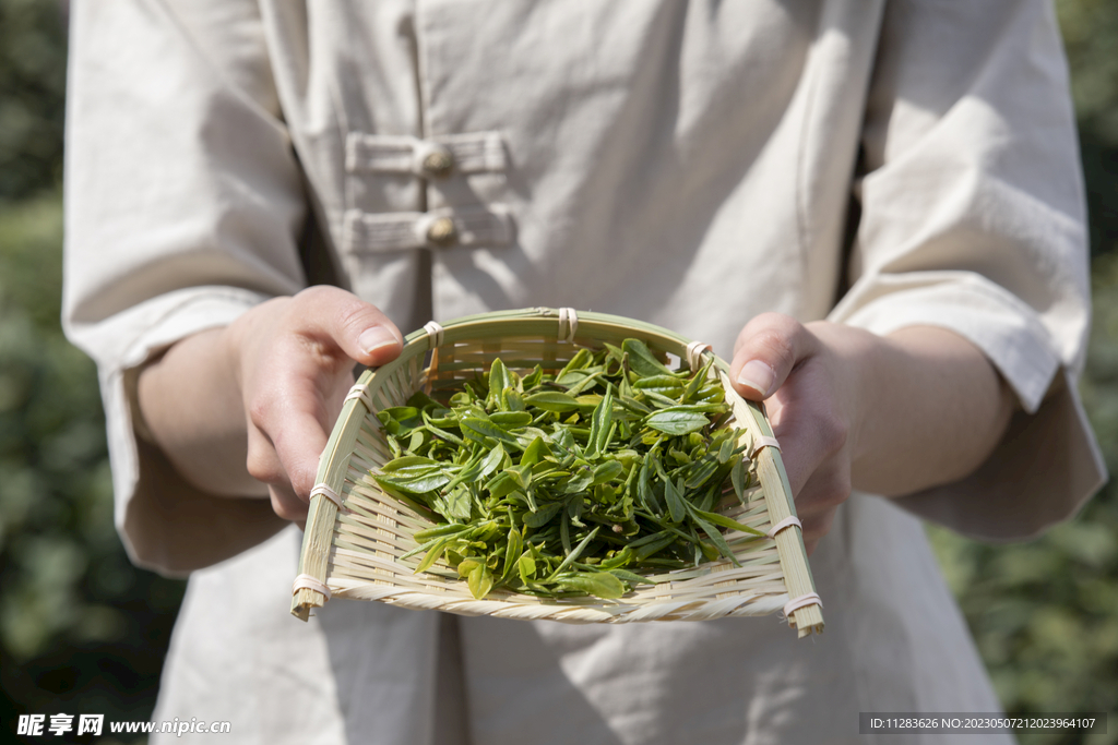 新茶上市