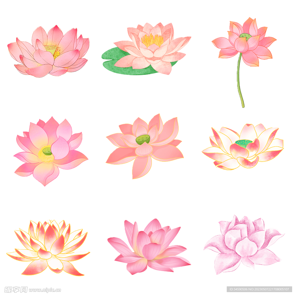 荷花莲花